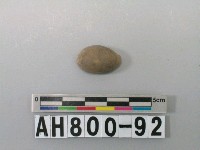 藏品(貝類)的圖片